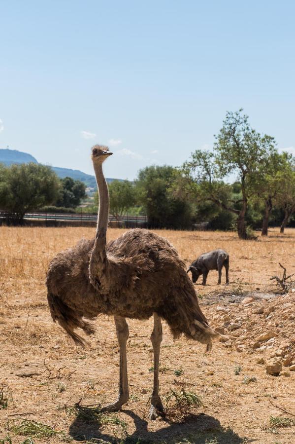 פוררס Agroturismo Can Feliu מראה חיצוני תמונה